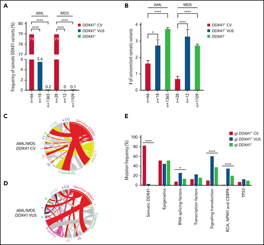 Genetic characteristics of patients with AML/MDS with germline variants in DDX41. (A) The occurrence of somatic DDX41 variants in patients with AML is closely linked to the presence of germline DDX41 CV (79%; 52 of 66), in comparison with patients with VUS (5.6%, 1 of 18, P < .0001) or patients not carrying germline DDX41 variants (DDX41−, 0.2%; 3 of 1365, P < .0001). A similar trend is seen in patients with MDS (79% in CV, 0% in VUS, and 0.1% in DDX41−, P < .0001). (B) A lower somatic mutation burden, calculated by the number of total concomitant somatic variants (excluding somatic DDX41 variants) per case, is seen in patients with AML with CV (mean ± standard error of the mean: 1.6 ± 0.2) compared with patients with AML with wild-type DDX41 (DDX41−, 3.7 ± 0.07, P < .0001) and those with VUS (2.6 ± 0.4, P = .03). Similarly, in MDS, a lower somatic mutation burden is seen in patients with CV (0.7 ± 0.1) in contrast to those with wild-type DDX41 (DDX41−, 2.7 ± 0.06, P < .0001) or VUS (3.2 ± 0.5, P < .0001). (C-D) Circos plot diagrams illustrate the pairwise co-occurrence of somatic variants and cytogenetic abnormalities in 94 patients with AML/MDS with germline CV (C) and 30 with VUS (D). Genetic variants and cytogenetic events listed in Figure 3 appear in descending order clockwise, starting at 12 o’clock. Each link (ribbon) indicates pairwise co-occurrence of mutational events, and the width of the ribbons indicates the frequency of the co-occurrent events. The occurrence of germline and somatic DDX41 variants is indicated in red and yellow ribbons, respectively. Variants in signaling and RAS/MAPK pathways are labeled in pink; NPM1 and TP53 variants are labeled in black and green, respectively; the remaining variants are labeled in gray. s (yellow) in D, somatic DDX41; SF (purple), RNA splicing factors; TF (orange), transcription factors; S (pink) in panel C, signaling; O (gray), others; # (blue), cohesin; ! (black), NPM1; @ (green), TP53; nl CG, normal cytogenetics; a CG, abnormal cytogenetics. (E) Frequencies of somatic DDX41 and other concurrent variants in AML/MDS patients. For each gene or genetic category, the percentage of mutations is displayed, associated with either germline CV (red bars, gl DDX41+ CV), VUS (blue bars, gl DDX41+ VUS), or wild-type DDX41 (green bars, gl DDX41−). s DDX41, somatic DDX41 variants; epigenetics, genes involving DNA methylation or histone acetylation and deacetylation; signaling transduction, molecules in tyrosine kinase pathway or RAS/MAPK pathways; RCA, recurrent cytogenetic abnormalities in AML. *P < .05; ****P < .0001.