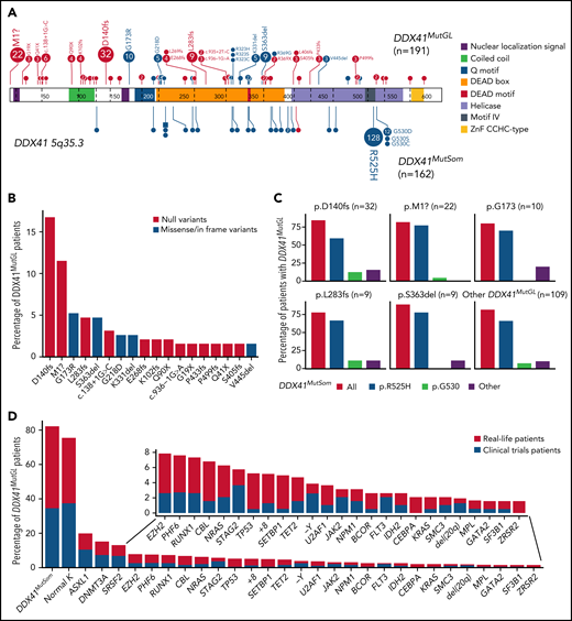 Genetic characteristics of DDX41MutGL AML (n = 191). (A) Germline (top) and somatic (bottom) DDX41 variants identified in the present study. Functional domains are shown. Null variants (nonsense, frameshift, canonical ± 1 or 2 splice sites, and initiation codon) are in red; other variants (missense and inframe) are in blue. The figure was made with the PECAN online tool.48 (B) Proportions of the most common DDX41MutGL mutations identified in this study (only variants found in at least 3 patients are shown). (C) Proportions of DDX41MutSom mutations in patients with AML grouped according to the type of DDX41MutGL mutations. (D) Molecular and cytogenetic characteristics of the DDX41MutGL patients at AML diagnosis according to the cohort.