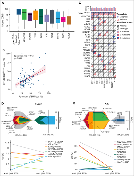 Clonal architecture of DDX41MutGL AML. (A) Relative CCFs of somatic mutations. CCFs are normalized on the highest CCF in each patient (assuming a linear accumulation of mutations). Isolated DDX41MutSom mutations are considered separately for unbiased representation. Only the most recurrent mutations are shown. (B) Correlation between the percentage of bone marrow blasts and the CCFs of DDX41MutSom variants. Results of the Spearman correlation test are reported. (C) Mutational landscape of 10 diagnostic/relapse DDX41MutGL AML sample pairs. Each column represents a single patient. (D-E) Fish plots derived from CALDER clonal architecture inference (upper panel) and corresponding raw VAF (lower panel) visualizing patterns of clonal evolution in 2 characteristic DDX41MutGL AML patients.