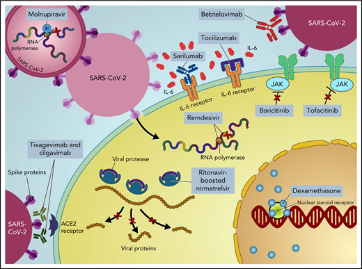 Therapeutic agents to prevent and treat COVID-19.