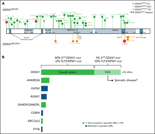 (A) Recurrent DDX41 germline variants. Schematic representation of all the germline (DDX41MutGL) and sporadic (DDX41MutSom) DDX41 variants described in the literature to date in at least 3 patients. Blue boxes correspond to DDX41 protein domains with numbers indicating protein positions. Based on Li et al classification, CVs are in dark green (germline) and orange (somatic), VUS are in light green, and hotspot mutations are in red. (B) Comparison of DDX41 with other loci predisposing to AML. Length of boxes represents the proportion of patients with AML with germline variants in each gene. Green boxes correspond to genes that are not mutated in sporadic AML (<1%), and blue boxes represent genes with recurrent somatic mutations in sporadic disease. Dark green represents CV DDX41MutGL, and light green represents VUS DDX41MutGL.