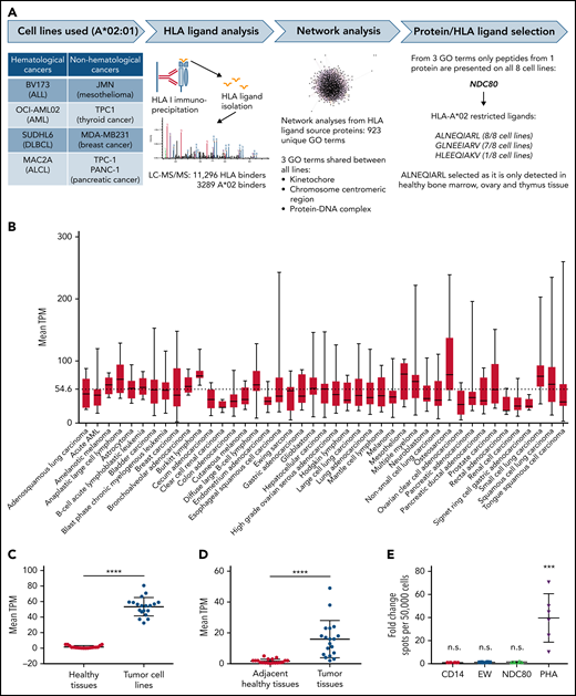 Identification of the NDC80-derived ALNEQIARL peptide as a tumor-associated HLA ligand. (A) Experimental strategy. (B) Mean NDC80 expression levels in different cancer cell lines. Only cancer types with at least 5 data points were considered. Whiskers indicate minimum to maximum. (C) Mean NDC80 expression of healthy tissues and corresponding cancer cell lines. (D) Mean NDC80 expression of adjacent healthy tissues and corresponding primary cancer tissues. (E) ELISpot results from 3 healthy donors and 2 biological replicates per donor. Data were normalized to results from CD14+ cells alone. EW served as control peptide. Error bars in panels C, D, and E denote standard deviation. ***P < .001 (Mann-Whitney test), ****P < .0001 (Wilcoxon matched-pairs signed-rank test). ALCL, anaplastic large cell lymphoma; ALL, acute lymphoblastic leukemia; DLBCL, diffuse large B-cell lymphoma; GO, Gene Ontology. EW, Ewing sarcoma-derived HLA-A0201-binding peptide; EW, QLQNPSYDK; PHA, phytohemagglutinin.