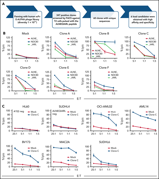 Phage library screen discovers an ALNEQIARL-specific scFv with efficacy against various cancer cell lines in CAR T-cell format. (A) Phage library screen procedure. (B) Characterization of six NDC80 CAR T-cell clones (ie, A-F) against peptide pulsed T2 cells. (C) Efficacy and specificity of NDC80-clC CAR T cells against hematologic cancer cell lines. (D) Efficacy and specificity of NDC80-clC CAR T cells against nonhematologic cancer cell lines. Error bars in panels B through D denote standard deviation. FACS, fluorescence-activated cell sorter; E:T, effector-to-target ratio.