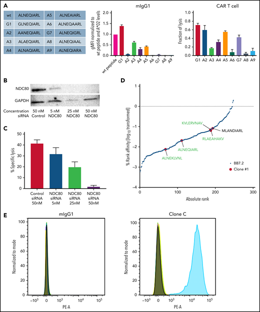 Clone C CAR T cells recognize the ALNEQIARL peptide with high specificity. (A) Alanine screen: peptides used for T2 pulsing (left), mIgG1 binding (middle), and CAR T-cell killing (right). (B) Western blot of NDC80 knockdown using small interfering RNA (siRNA). (C) CAR T-cell killing against JMN NDC80 knockdown cells corresponding to panel B. (D) HLA ligands identified via MS after immunoprecipitation with either HLA-A*02–specific BB7.2 antibody (black) or mIgG1 clone C (red). Peptides are ranked by predicted binding to HLA-A*02 using netMHCpan 4.0 in EL mode. Peptides in green were identified in 2/2 MS runs; peptide in black was identified in 1/2 runs. (E) Flow cytometry of clone C or mIgG1 isotype binding of T2 cells pulsed with either the ALNEQIARL peptide or the potential off-targets from panel D. Two NDC80-derived peptides (GLNEEIARV and HLEEQIAKV) were used as internal negative controls. Error bars denote standard deviation in panels A and C. GAPDH, glyceraldehyde-3-phosphate dehydrogenase; gMFI, geometric mean fluorescence intensity. PE-A, phycoerythrin.