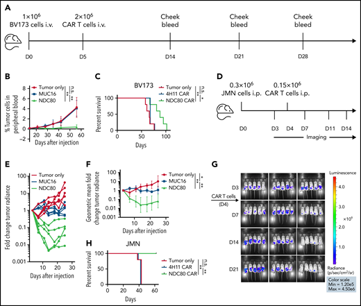 Clone C CAR T cells control tumor growth and prolong survival in leukemia and mesothelioma mouse models. (A) Experimental design for BV173 intravenous (i.v.) leukemia model. (B) Mean tumor burden as defined by percentage of A*02–positive blast cells in mouse blood. Five mice per group. **P < .01 (Mann-Whitney text). Error bars denote standard deviation. (C) Overall survival in BV173 leukemia model. *P < .05, **P < .01 (log-rank test). Experiment was conducted twice, with comparable results. (D) Experimental design for JMN intraperitoneal (i.p.) mesothelioma model. (E) Spaghetti plot depicting individual tumor burden relative to day 3. (F) Geometric mean of average tumor burden spaghetti plot depicting individual tumor burden relative to day 3. Five mice per group. *P < .05, **P < .01 (Mann-Whitney test). Error bars denote 95% confidence interval. (G) Bioluminescence imaging using luciferase pre– and post–CAR T-cell treatment. (H) Overall survival in JMN mesothelioma model. **P < .01 (log-rank test). Experiment was conducted twice, with comparable results. D, day; n.s., not significant.