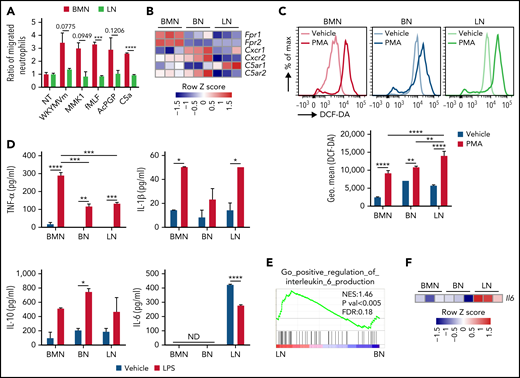 LNs have impaired migratory activity, reduced TNF-α, and increased IL-6 secretion compared with BMNs. (A) Ratio of migrated BMN and LN number by each chemoattractant compared with that of vehicle. (B) mRNA expression of chemotactic receptors in neutrophils. (C) ROS production of neutrophils 30 minutes after PMA stimulation. (D) Inflammatory cytokines from cultured media of sorted neutrophils after 24 hours of vehicle or LPS stimulation. ND, not detected. (E) GSEA of IL-6 production in LNs compared with BNs. (F) IL-6 mRNA expression in RNA-seq. Data are shown as mean ± standard error of the mean. Significant differences are denoted as *P < .05; **P < .01; ***P < .001; ****P < .0001. % of max scale of each channel is presented as a percentage of maximum count (C).