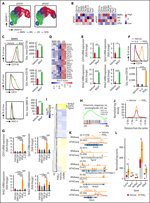 PGE2 and BALF induce LN-like characteristics in BMNs. (A) Bidimensional UMAP analysis of down sampled tissue neutrophils by CD11b, CD62L, CD101, MHC II, Plet1, Sca1 from Zombie NIR fixable viability dye negative adoptive eF670 stained BMNs transferred mice. (B) Heatmap of surface marker expression in transferred eF670+ and endogenous eF670− tissue neutrophils. (C) Surface protein expression of CD11b, MHC II, CD14, and CD101 on BMNs following 24 hours of incubation with BALF. (D) Top 20 most highly upregulated genes in LNs compared with BNs by RNA-seq. (E) mRNA expression of Cd14, Tgm2, Nr4a2, and Nr4a3 from vehicle- or BALF-treated BMNs. (F) Surface protein expression of CD14, Plet1, and CD11b following 24 hours of incubation with vehicle, IL-6, or PGE2. (G) mRNA expression of Tgm2, Cd14, Nr4a2, and Nr4a3 from vehicle-, GM-CSF-, TGF-β-, PGE2-, or IL-6–treated BMNs (H) GSEA of PGE2 signaling in LNs compared with BNs. (I) Heatmap of log2FC value comparing PGE2- vs vehicle-treated BMNs and LNs vs BNs. (J) Tag density plot of ATAC-seq in PGE2- (orange) or vehicle- (red) treated BMNs in 107 selected upregulated genes. (K) Representative genome browser snapshot showing signal intensity of ATAC-seq and RNA-seq in annotated sequences in PGE2- or vehicle-treated BMNs. Arrows indicate the peaks on the promotor regions of each gene. Upper-left number shows the range of read count. (L) Tag counts under ATAC-seq peak spanning the promotor regions of Cd14, Nr4a2, Nr4a3, Tgm2, and G0s2 genes. Data are shown as mean ± standard error of the mean. Significant differences are denoted as *P < .05; **P < .01; ***P < .001; ****P < .0001. % of max scale of each channel is presented as a percentage of maximum count (C,F).