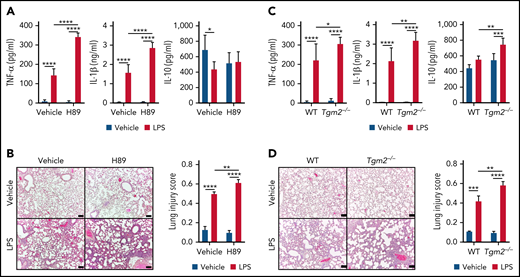 Severe ARDS following intratracheal instillation of LPS in H89-treated or Tgm2−/− mice. (A) Inflammatory cytokines in BALF of mice pretreated with H89 24 hours before IT LPS instillation. (B) Histological evidence of lung inflammation by hematoxylin and eosin staining of lung tissues from ARDS mice with or without H89 pretreatment. (C) Inflammatory cytokines in BALF of WT or Tgm2−/− mice 24 hours after IT LPS instillation. (D) Hematoxylin and eosin staining of lung sections from WT or Tgm2−/− mice 24 hours after LPS IT instillation. Data are shown as mean ± standard error of the mean. Significant differences are denoted as *P < .05; **P < .01; ***P < .001; ****P < .0001. Scale bars represent 100 μm (B,D).