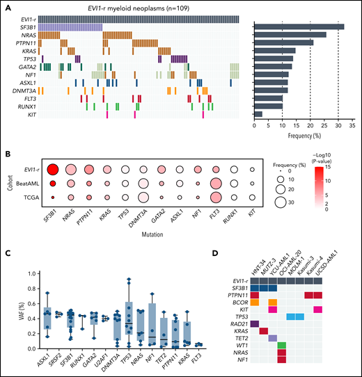 Frequent cooccurrence of SF3B1 mutations in myeloid malignancies with inv(3)(q21q26) or t(3;3)(q21q26). (A) Oncoprint of recurrently mutated genes in 109 patients with EVI1-rearranged (EVI1-r) myeloid neoplasms. Horizontal bars show the mutational frequency of each gene. Gray color indicates data not available. (B) Frequency (indicated by bubble size) and statistical enrichment (indicated by color gradient) of mutations (x-axis) across AML (y-axis; inv(3)/t(3;3) patients from panel A, n = 109; BeatAML study, n = 622; TCGA AML study, n = 200). P values of Fisher's exact test are color-coded. (C) VAF of mutations in SF3B1 and RAS-associated genes relative to mutations in transcriptional factors, chromatin modifiers, RNA splicing factors in patients with EVI1-r myeloid neoplasm. (D) Oncoprint of recurrently mutated genes in EVI1-r leukemia cell lines.