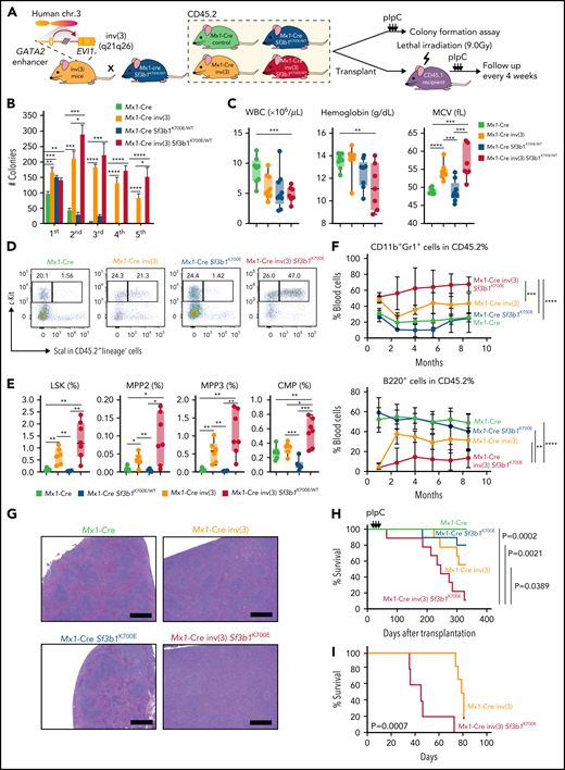 SF3B1 mutations enhance the leukemogenicity of hematopoietic cells expressing the inv(3)(q21q26) allele. (A) Schema of generation of CD45.2 Mx1-cre inv(3) Sf3b1K700E/WT mice (left) and schema of in vitro and in vivo analyses of hematopoiesis from these mice and single-mutant controls. (B) Number of myeloid colonies on first to fifth plating of Mx1-cre inv(3) Sf3b1K700E/WT mice and controls. (C) Box-and-whisker plots of white blood cell count (WBC), hemoglobin, and mean corpuscular volume (MCV) from CD45.1 recipient mice following 8.5 months of transplantation of CD45.2 mice from panel A. For box-and-whiskers plots throughout, bar indicates median, box edges first and third quartile values, and whisker edges minimum and maximum values. (D) Representative fluorescence-activated cell sorter plots of CD45.2+ LSK (lineage-negative Sca1+ and c-Kit+) and LK (lineage-negative Sca1− and c-Kit+) cells from BM of CD45.1 recipient mice at 4 months posttransplant. % of cells within gate is shown. (E) Box-and-whisker plots of percentage of BM CD45.2+ LSK, multipotent progenitor cells 2 and 3 (MPP2 and MPP3, respectively), and common myeloid progenitor (CMP) cells. (F) % of CD11b+Gr1+ and B220+ cells among CD45.2+ cells in peripheral blood over time following transplantation. Mean ± standard deviation are shown. (G) Representative hematoxylin-and-eosin stain (original magnification ×100) of spleen of CD45.1 primary recipient mice. Scale bars, 400 μm. (H) Kaplan-Meier survival curve of primary CD45.1 recipient mice. P values were calculated by log-rank test. (I) Kaplan-Meier survival curve of secondarily transplanted CD45.1 recipient mice following sublethal irradiation (4.5 Gy). P values were calculated by 2-sided Student t test or log-rank test. *P < .05, **P < .01, ***P < .001, and ****P < .0001. chr., chromosome.