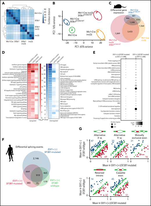 Combined impact of mutations in SF3B1 and inv(3)/t(3;3) on gene expression and RNA splicing. (A) Similarity matrix and hierarchical clustering of 4 groups (Mx1-Cre control, Mx1-Cre inv(3), Mx1-Cre Sf3b1K700E/WT, and Mx1-Cre inv(3) Sf3b1K700E/WT) by differential gene expression. Three samples were independently collected in each group. (B) Principal component (PC) analysis of gene expression from 12 samples (4 groups, biologically triplicated). (C) Overlap of differentially expressed genes compared with Mx1-Cre control. (D) Significantly dysregulated pathways. P values are color-coded. (E) Significantly dysregulated pathways. Number of genes and statistical significance (−log10FDR) were shown. The impact of SF3B1 mutation on gene expression was analyzed under the condition with or without EVI1 rearrangement. (F) Overlap of differentially spliced genes compared with AML without SF3B1 mutation or EVI1 rearrangement. (G) Aberrant splicing detected in AML with EVI1 rearrangement and SF3B1 mutations. x-axis and y-axis indicate the percent spliced in (ψ) of each splicing event in the presence/absence of genetic alterations. Alternate splice sites, mutually exclusive exons, retained introns, or cassette exons are shown when P < .01. Red and blue dots represent individual splicing events or coding genes that are promoted or repressed in each condition; green dots are shown when the difference in percent spliced is <10%. The number of aberrantly spliced genes is indicated in blue or red.