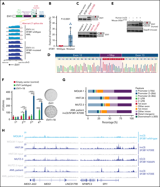 SF3B1 mutations promote expression of a novel EVI1 isoform that enhances EVI1’s self-renewal capacity. (A) Schematic of EVI1 protein with 6 amino acid insertion (top) and representative RNA-seq coverage plot of SF3B1 WT and mutated inv(3) AML (bottom). (B) Fraction of the novel transcript (EVI1+18) compared with normal transcript in SF3B1 WT and SF3B1 mutated EVI1-rearranged AML. (C) RT-PCR illustrating the inclusion of intronic sequences in SF3B1 K700E-transduced MEL270 cells (top, red) and endogenously SF3B1 K700E harboring leukemia cells (bottom, red). (D) Sanger sequencing of complementary DNA (cDNA) arising from the top band in panel C. The nucleotide sequences and corresponding amino acids are indicated. (E) RT-PCR of human EVI1 and mouse Gapdh using cDNA derived from peripheral blood of 4 murine models. (F) Number of myeloid colonies on first to fourth plating of c-Kit+ BM cells transduced with empty vector (control), EVI1 (WT), or EVI1+18 cDNA (left). Representative images (right) of the sixth colony. (G) Genomic distribution of anti-EVI1 ChIP-seq peaks. (H) Coverage tracks showing EVI1 ChIP-seq occupancy at the indicated genomic loci. P values were calculated by 2-sided Student t test. *P < .05, **P < .01, ***P < .001, and ****P < .0001.
