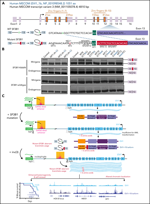 Cis elements within EVI1 required for generation of the EVI1+18 bp splice variant by mutant SF3B1. (A) EVI1 gene structure and protein domains (top). Inset illustrates the transcripts when +18 nucleotides (red rectangle) are excluded (top) or included (bottom). Green A and red A indicate the branchpoint for canonical and aberrant transcripts, respectively. Single underlining indicates sequence motifs that were subsequently mutated in the minigene assay (each individual minigene construct is named “MT1” to “MT13”). aa, amino acid. (B) RT-PCR analysis of the +18 nucleotides inclusion in a minigene (top) or endogenous (bottom) context following transfection of minigenes with the illustrated mutations into SF3B1-K666N knocked-in K562 cells and SF3B1-WT K562 cells. (C) Schematic of the model proposed by which EVI1 rearrangements and SF3B1 mutations promote leukemia development. As previously demonstrated, structural rearrangements at chromosome 3q reposition the GATA2 distal enhancer to upregulate EVI1 expression while simultaneously downregulating GATA2. As shown in this study, approximately one-third of patients with EVI1 rearrangements harbor concomitant change-of-function mutations in SF3B1, which promote use of an aberrant intron-proximal branch site within intron 12 of EVI1. This splicing alteration generates a stable unannotated transcript of EVI1 (“EVI1+18”), which is translated to express an EVI1 protein with insertion of 6 amino acids at the C-terminal end of the second ZF domain of EVI1. The EVI1+18 isoform is expressed whenever any recurrent cancer hotspot mutations in SF3B1 is present in cells with human EVI1 expression. Although EVI1+18 is not sufficient for leukemia transformation on its own, EVI1+18 enhances leukemogenicity in the setting of the EVI1 rearrangement and alters the chromatin localization of EVI1 to loci well known to be involved in leukemia development (such as MEIS1 and the HOXB locus).