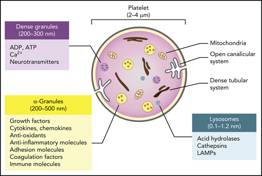 Major features and biological cargo of platelets. Platelets contain various organelles and storage granules, including mitochondria, lysosomes, α- and dense granules, a dense tubular system, and a highly invaginated plasma membrane system known as the open canalicular system. The α- and dense granules and lysosomes contain a plethora of small molecules and trophic factors that are released upon activation.