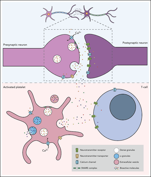 Platelets and neurons share many similarities. The top panel shows the communication between a presynaptic and a postsynaptic neuron. Neurons are activated by calcium signaling, which triggers the release of neurotransmitters such as serotonin, dopamine, epinephrine, histamine, glutamate, and GABA. The neurotransmitters then bind to the corresponding receptors on the postsynaptic neuron to complete neurotransmission. The lower panel shows an activated platelet with dense granules containing neurotransmitters, adenosine triphosphate, adenosine diphosphate, and calcium, and α-granules containing growth factors, cytokines, antioxidants, and adhesion molecules. Similar to the mechanism which occurs at the presynapse of neurons, calcium-dependent activation of platelets triggers the fusion of the granules with the plasma membrane via highly conserved docking molecules called SNAREs. This results in the rapid release of neurotransmitters, which bind to corresponding receptors expressed on the surface of T cells.