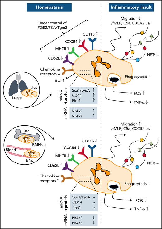 Differences in phenotypes of LNs vs BMNs and BNs during homeostasis and inflammatory stimulation. In homeostasis (left), LNs display altered expression of multiple surface receptors and their gene expression (mRNA levels) is changed. This phenotype is induced by PGE2, which acts through PKA and Tgm2. Moreover, LNs produce high levels of IL-6 that maintains their count. Activated LNs release NETs (ionomycin) and phagocytose in manner similar to BMNs and BNs but show impaired migratory activity toward various chemoattractants. In response to LPS they produce less TNF-α but more reactive oxygen species. In homeostasis their phenotype is immunosuppressive, whereas in inflammatory conditions (right), it is mixed with dominance of the anti-inflammatory response. C5a, complement component 5a; CD11b, integrin αM subunit; CD14, cluster of differentiation 14; CD62L, L-selectin; CXCR2 Ls, ligands of the C-X-C chemokine receptor type 2; CXCR4, C-X-C chemokine receptor type 4; fMLP, N‐formyl‐methionyl‐leucyl‐phenylalanine; MHCII, major histocompatibility complex II; Nr4a2, nuclear receptor 4A2; Nr4a3, nuclear receptor 4A3; Plet1, placenta-expressed transcription 1; Sca1/Ly6A, stem cell antigen-1; — unaltered levels, ↑ increased levels, ↓ decreased levels.