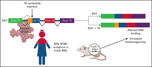 Functional consequences of SF3B1 co-mutation in AML with inv(3) or t(3;3). In a cohort of 109 patients with inv(3)/t(3;3) AML, mutations in the core RNA splicing factor, SF3B1, were identified in >30% of patients (bottom left). Coexpression of humanized inv(3) and mutant Sf3b1 causes increased death from leukemia compared with inv(3) alone in transgenic mice (bottom right). Aberrant mRNA splicing by mutant SF3B1 causes the insertion of 18 nucleotides between exons 12 and 13 of the transcription factor EVI1. This novel isoform, EVI1 + 18, binds to different regions of the genome, leading to the increased expression of genes associated with leukemogenesis (top). Figure created with BioRender.com.