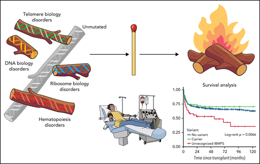 Transpant outcomes for aplastic anemia affected by inherited predisposition. Professional illustration by Patrick Lane, ScEYEnce Studios.