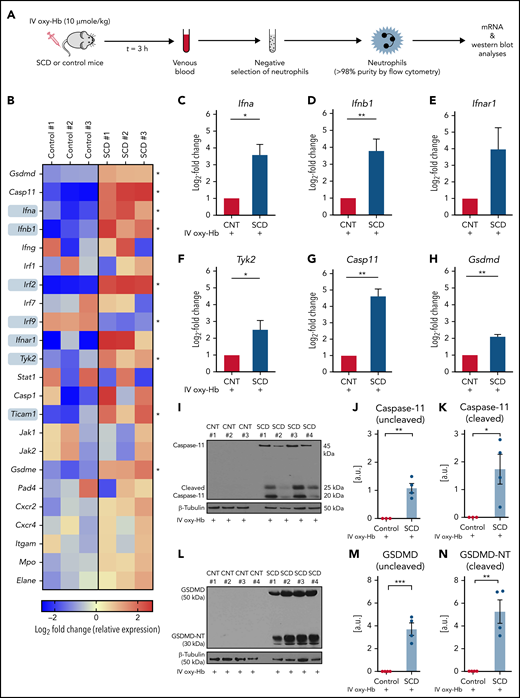 IFN-I signaling, caspase-11, and GSDMD are activated in neutrophils of mice with SCD. (A) Experimental scheme: control or mice with SCD were IV administered 10 µmol/kg oxy-Hb; venous blood was collected 3 hours later, and neutrophils were isolated from blood using a negative selection approach. Purity was confirmed (>98%) using flow cytometry, and neutrophils were used in messenger RNA (B-H) or western blot analysis (I-N). Refer to supplemental methods for details. (B) Heat map showing relative gene expression of the type I IFN-I pathway components, IFN-stimulated genes (ISGs) and NETs-related genes in SCD or control mice neutrophils. ISGs marked by grey squares are significantly altered between SCD and control mice. The data are presented as Log2-Fold change (relative expression) for 3 control and 3 mice with SCD. Each column reflects a single mouse. Significantly altered genes marked by asterisk in B. Log2-fold changes (relative expression) in panels (C) Ifna (IFN-α), (D) Ifnb1 (IFN-β), (E) Ifnar1 (IFN-α receptor 1 subunit), (F) Tyk2 (tyrosine kinase 2), (G) Casp11 (caspase-11), and (H) Gsdmd (GSDMD) genes were higher by several-fold in neutrophils of mice with SCD (n = 3) compared with control mice (n = 3) IV administered oxy-Hb. (I) Representative western blot micrograph showing presence of both uncleaved (45 kDa) and cleaved (20 and 25 kDa) caspase-11 in neutrophils of mice with SCD IV administered oxy-Hb. The expressions of both cleaved and uncleaved caspase-11 were below the detection limit in neutrophils of control mice IV administered oxy-Hb. (J-K) Densitometric analyses of western blot micrographs revealed significantly higher (J) uncleaved and (K) cleaved caspase-11 in neutrophils of SCD (n = 4) mice than control (n = 3) mice administered IV oxy-Hb. (L) Representative western blot micrograph showing presence of both uncleaved GSDMD (50 kDa) and cleaved GSDMD-NT (30 kDa) in neutrophils of mice with SCD IV administered oxy-Hb. The expressions of both GSDMD and GSDMD-NT were below the detection limit in neutrophils of control mice IV administered oxy-Hb. (M-N) Densitometric analyses of western blot micrographs revealed significantly higher (M) uncleaved GSDMD and (N) cleaved GSDMD-NT in neutrophils of SCD (n = 4) mice than control (n = 4) mice administered IV oxy-Hb. Data represent mean ± SE. *P < .05; **P < .01. Means compared using the Student t test. β-Tubulin (50 kDa) was the loading control protein. Uncropped images of western blot micrographs I and L shown in supplemental Figure 15A-B, respectively.
