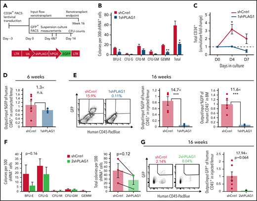 PLAG1 is enriched and essential in human HSCs. (A) Schematic of Lin−CD34+ CB HSPC in vitro and in vivo functional assay timelines and lentivectors used for PLAG1 knockdown. (B) Primary CFU output by Lin−CD34+ HSPCs expressing control or (1sh) PLAG1-targeting hairpins. (C) Cumulative in vitro CD34+ cell fold change of cultured of Lin−CD34+ HSPCs expressing 1shPLAG1 or control hairpins. (D) GFP+ engraftment in the uninjected femur of primary NSG mice 6 weeks after xenotransplantation of Lin−CD34+ cells expressing either 1shPLAG1 (n = 4) or control (n = 6) hairpins normalized to input % GFP+ levels. (E) GFP+ engraftment in the injected femur and bone marrow of primary NSG mice 16 weeks after xenotransplantation of Lin−CD34+ cells expressing either 1shPLAG1 (n = 4) or control (n = 5) hairpins normalized to input % GFP+ levels. (F) Primary CFU output by Lin−CD34+ HSPCs expressing control or a second (2sh) PLAG1-targeting hairpin. (G) GFP+ engraftment in the injected femur and bone marrow of primary NSG mice 16 weeks after xenotransplantation of Lin−CD34+ cells expressing either 2shPLAG1 (n = 3) or control (n = 6) hairpins normalized to input % GFP+ levels. Data are presented as average ± SEM unless otherwise indicated. Each point represents one mouse or an individual CB unit. ***P < .005, **P < .01, *P < .05. n.s., not significant. See also supplemental Figure 1.