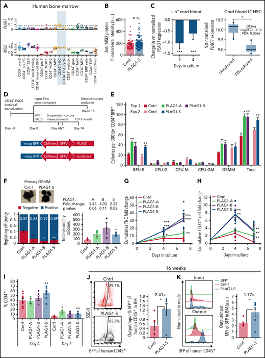 PLAG1-S is a positive regulator of human HSPC fitness. (A) PLAG1 and MSI2 transcript expression in human bone marrow cell populations determined by single-cell RNA-seq.54 (B) MSI2 protein expression measured by immunofluorescence microscopy in PLAG1-S overexpressing Lin−CD34+ cells. (C) Change in variance-stabilizing transformed (vst) PLAG1 transcript expression in Lin− cord blood cells cultured for 2 or 4 days showing the P value from 1-tailed Student t-test39 and in 72-hour cultured long-term (Lin−CD34+CD38−CD45RA−CD90+CD49f+) CB HSCs showing the P value from 1-tailed Student t-test and differential expression from DEseq analysis.56 (D) Schematic of Lin−CD34+ CB HSPC in vitro and in vivo functional assay timelines and lentivectors used for overexpression of PLAG1 protein isoforms. (E) Primary CFU output by BFP+ Lin−CD34+ cells overexpressing PLAG1-A, B, or S, or Luciferase control (n = 3 per experiment). (F) Secondary CFU replating efficiency (for each condition, 12 GEMMs from 3 distinct CB units were replated into new wells. Negative indicates no secondary colonies were derived from the primary GEMM, Positive indicates at least 1 secondary colony was derived from the primary GEMM) and the total number of secondary colonies on positive plates with images of representative primary GEMM colonies used. (Square data points are from experiment 1 and circle data points are from experiment 2, n=3 per experiment.) (G) Cumulative in vitro total nucleated cell (TNC) and (H) CD34+ cell fold change of cultured of Lin−CD34+ cells overexpressing PLAG1-A (n = 3), B, or S, or Luciferase control (n = 6). (I) Frequency of CD34 positivity in PLAG1-A (n = 3), B, or S, or Luciferase control (n = 6) overexpressing cultures after 4 and 7 days ex vivo. (J) Representative flow plots and quantification relative to input proportions of BFP representation in CD45+ human grafts in bone marrow of primary NSG mice 16 weeks after receiving Lin−CD34+ cells overexpressing either PLAG1-S or Luciferase control (n = 6). (K) Representative flow plots of input and output BFP fluorescence intensity and quantification of output/input BFP median fluorescence intensity in bone marrow of primary NSG mice 16 weeks after receiving Lin−CD34+ cells overexpressing either PLAG1-S or Luciferase control (n = 6). Data are presented as average ± SEM unless otherwise indicated. Each point represents 1 mouse or an individual CB unit. ***P < .005, **P < .01, *P < .05. n.s., not significant. See also supplemental Figure 2.
