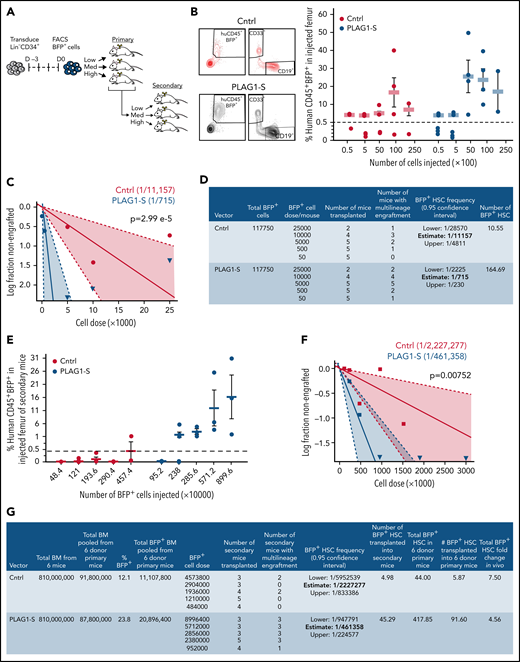 PLAG1-S overexpression promotes self-renewal of long-term human HSCs. (A) Schematic of primary and secondary xenotransplantation in limiting dilution format. (B) Representative flow plots of human CD45+BFP+ multilineage (CD33+, CD19+) engraftment of primary recipient mice in injected femur. Percent human CD45+BFP+ engraftment in injected femur of primary recipient mice across multiple cell input doses. Dashed line indicates cutoff for calling engraftment, which was >0.5% human chimerism including both myeloid (CD45+BFP+CD33+) and lymphoid (CD45+BFP+CD19+) lineages. (C-D) Quantification of HSC frequency by ELDA45 of injected femur of primary recipient mice. Shaded area under the curve represents 95% confidence interval of HSC frequency. (E) Percent human CD45+BFP+ engraftment in injected femur of secondary recipient mice across multiple cell input doses. Dashed line indicates cutoff for calling engraftment, which was the same as for primary mice. (F-G) Quantification of HSC frequency by ELDA of injected femur or uninjected bone marrow of secondary recipient mice and of in vivo expansion. Shaded area under the curve represents 95% confidence interval of HSC frequency. Total BFP+ cells within whole-body BM of primary mice were extrapolated, as previously,47 based on femur and hind limb counts and proportional accounting from Colvin et al,107 and in vivo expansion is measured as the fold difference of total BFP+ HSCs in donor mice relative to total day 0 HSCs initially transplanted into the 6 donor mice. Data are presented as average ± SEM unless otherwise indicated. Each point represents 1 mouse. See also supplemental Figure 3.