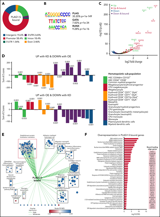 PLAG1-S enforces a pro-HSC transcriptional state. (A) Loci annotations and distribution of PLAG1-S binding sites in the Lin-CD34+ genome identified by CUT&RUN. (B) Enriched motifs among PLAG1-S genomic binding sites determined by HOMER indicating the % of PLAG1-S targets bound to the consensus and P value of the enrichment relative to genome-wide background occurrence of the consensus. (C) Volcano plot of differential gene expression in PLAG1-S overexpressing Lin−CD34+ cells. Red- or blue-colored genes are significantly changed by adjusted P value < .05 and green- and purple-colored genes are directly bound by PLAG1-S. (D) PLAG1-S overexpression and shPLAG1 transcriptomic alignment to DMAP signatures of hematopoietic compartments.49 Numbers above or below the bars indicate the empirical P value determined based on the percentage of times for which the observed value (set of up- or downregulated genes) was as large or larger in that population than random values (equal number of randomly selected genes) based on 1000 trials. (E) Enrichment map of significantly enriched gene sets (FDR < 0.1) in PLAG1-SOE Lin−CD34+ cells compared with control. Genes bound by PLAG1-S in Lin-CD34+ cells (CUT&RUN q-value cutoff of 0.05) are intersected to gene sets by Mann-Whitney U test (P < .05) and the width of green edges correlates with increasing statistical significance of the overlap. Node size reflects the number of genes in the gene set. (F) Forty-one of 46 gene sets from the “Establishment Protein Localization Translation” cluster that are overrepresented among PLAG1-S genomic binding sites (g:Profiler FDR < 0.1) and the list of bound leading-edge genes driving negative enrichments in this cluster. See also supplemental Figure 4. FDR, false discovery rate.