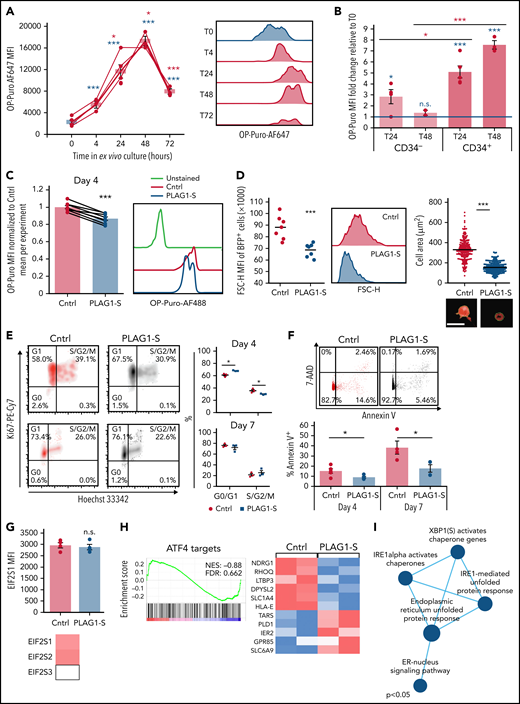 PLAG1-S dampens protein synthesis and promotes dormancy in stimulated human HSPCs. (A) OP-Puro incorporation dynamics measured as median fluorescence intensity (MFI) in cultured Lin−CD34+ cells with representative flow cytometry plots (n = 5 for 0 and 24 hours; n = 3 for 4, 48, and 72 hours). Red and blue asterisks denote statistical significance relative to previous timepoint or T0, respectively. (B) Fold difference of OP-Puro MFI relative to T0 in cultured Lin−CD34+ compared with Lin−CD34− CB fractions (n = 4 for 24 hours, n = 2 for 48 hours). Blue statistics are relative to 1× levels at T0 and red statistics are between cell types at matched time points. (C) OP-Puro incorporation by PLAG1-SOE and control Lin−CD34+ cells on day 4 of ex vivo culture (n = 8). Data from 3 experiments normalized to the average MFI in control cells per experiment. (D) Reduced size of PLAG1-SOE Lin−CD34+ cells on day 4 of ex vivo culture determined by flow cytometric MFI of FSC-H profiles (n = 7, left, each point is from a culture of an individual CB unit) and immunofluorescence microscopy (right, each point is a single cell; scale bar = 25 μm). (E) Cell-cycle analysis by Hoechst and Ki67 staining of PLAG1-SOE and control Lin−CD34+ cells on days 4 and 7 of ex vivo culture (n = 3). (F) Representative flow plots for PLAG1-SOE and control Lin−CD34+ cells stained for 7-AAD and Annexin V with apoptosis measurements of surface positivity of Annexin V on day 4 (n = 5) and day 7 (n = 4) of ex vivo culture. (G) Heatmap of log2FC of transcripts coding EIF2 subunits (bottom) and intracellular flow cytometric measures of EIF2S1 protein expression (n = 4) in PLAG1-SOE relative to control Lin−CD34+ cells on day 4 of ex vivo culture (top). (H) GSEA of the PLAG1-SOE transcriptome to curated targets of ATF4 generated by Han et al74 and used by van Galen et al73 and FPKM heatmap of ATF4 targets differentially expressed in PLAG1-SOE HSPCs (p.adj < .1). (I) Negative enrichment of gene sets related to unfolded protein response (P < .05). Data are presented as average ± SEM unless otherwise indicated. Each point represents an individual CB unit otherwise indicated. ***P < .005, **P < .01, *P < .05. See also supplemental Figure 5. FSC-H, Forward Scatter Height; n.s., not significant; p.adj, adjusted P value.