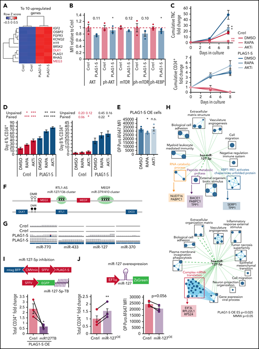 PLAG1-S activates imprinted loci to support human HSPCs. (A) Heatmap of top 10 differentially expressed transcripts in the transcriptome of PLAG1-SOE Lin−CD34+ HSPCs. (B) Intracellular flow cytometry of components of the PI3K signaling pathway, including phospho-S473 AKT, phospho-S2448 mTOR, and phospho-Thr37/46 4EBP1, in PLAG1-SOE Lin−CD34+ cells on day 4 of culture. Numbers above PLAG1-SOE bars show the paired Student t-test P value relative to control (n = 3, ph-4EBP1 n = 5). (C) Total nucleated cell (top) and CD34+ cell (bottom) fold change in Lin−CD34+BFP+ cultures overexpressing either PLAG1-S or Luciferase control and treated with 50 nM rapamycin (RAPA), 1 μM AKT inhibitor (AKTi), or vehicle (DMSO) (n = 4). Student t-test P values in red are relative to Cntrl-DMSO and in black are relative to PLAG1-SOE-DMSO. (D) CD34 positivity in PLAG1-SOE or control HSPCs following 4 and 8 days of ex vivo culture with RAPA, AKTi, or vehicle (n = 4). Student t-test P values in red are relative to Cntrl-DMSO and in black are relative to PLAG1-SOE-DMSO. (E) OP-Puro incorporation by PLAG1-SOE HSPCs cultured in the presence of RAPA, AKTi, or vehicle on day 4 of culture (n = 4). (F) Schematic of the imprinted human DLK1/MEG3 locus, which encodes miRNA mega-clusters miR127/136 (7 miRNAs) and miR-379/410 (39 miRNAs). (G) RNA-seq read tracks for miRNA transcripts from this locus detected in PLAG1-SOE HSPCs. (H) Overlap of the PLAG1-S overexpression gene set enrichment map (P < .025) to signatures of miR-127-5p and miR-127-3p validated targets (Mann-Whitney U test, P < .05). (I-J) Schematic of lentivectors used for dual PLAG1-S overexpression and miR127-5p inhibition via a sponge consisting of multiple bulged 26-mer target sequences (miR127TB) or miR127 overexpression. (I) CD34+ cell fold change ex vivo when PLAG1-S and the miR127-5p inhibitor are coexpressed in Lin−CD34+ cells (n = 3). (J) CD34+ cell fold change ex vivo when miR127 is overexpressed in Lin−CD34+ cells (n = 3); and OP-Puro incorporation Lin−CD34+ cells overexpressing miR127 (n = 3). Data are presented as average ± SEM unless otherwise indicated. Each point represents an individual CB unit. ***P < .005, **P < .01, *P < .05. n.s., not significant. See also supplemental Figure 6.