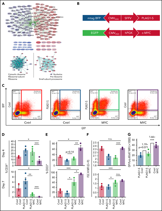 MYC-induced translation impairs PLAG1-S-mediated stemness in human HSPCs. (A) Up- (red) or down- (blue) regulation of MYC ribosome biogenesis targets in PLAG1-SOE HSPCs. (B) Schematic of PLAG1-S and c-MYC overexpression lentivectors. (C) Representative sorting gates for dual-overexpression of PLAG1-S and c-MYC or controls in Lin−CD34+ cells. (D) CD34 (n = 4) and (E) CD33 (n = 3) positivity in BFP+GFP+ HSPCs over 4 and 7 days of ex vivo culture. (F) Cell size determined by flow cytometric MFI of FSC-H (n = 3-4) in BFP+GFP+ HSPC cultures on day 4 and 7. (G) OP-Puro incorporation by BFP+GFP+ HSPCs on day 4 of ex vivo culture (n = 4). Data are presented as average ± SEM unless otherwise indicated. Each point represents an individual CB unit. ***P < .005, **P < .01, *P < .05. n.s., not significant. See also supplemental Figure 7.