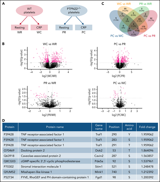 Quantitative phosphoproteomic analysis in WT and PTPN22−/− platelets after stimulation. (A) WT or PTPN22−/− platelets were treated with CRP for 1 minute followed by quantitative phosphoproteomic analysis. (B) Differentially expressed phosphopeptides between 2 groups as shown by volcano map. The x-axis indicates the fold change (logarithmic conversion based on 2) and y-axis indicates the P value (logarithmic conversion based on 10). Red dots presented the differentially expressed phosphopeptides with significance, and black dots indicate the phosphopeptides without significance. (C) The number of differentially expressed phosphopeptides with significance obtained from comparison of 2 groups. (D) Details of the differentially expressed phosphopeptides with significance identified from the comparison of the PC and the WC group. PC, PTPN22-deficient platelets after CRP stimulation; PH, pleckstrin homology; PR, PTPN22-deficient platelets under resting conditions; TNF, tumor necrosis factor; WC, wild-type platelets after CRP stimulation; WR, wild-type platelets under resting conditions.