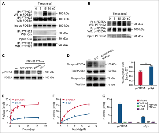 Interaction of PTPN22 with p-PDE5A in activated platelets. Coimmunoprecipitation analysis of the relationship of PTPN22 with p-PDE5A or Csk (A) or the relationship of p-PDE5A with PTPN22 (B) in platelets after stimulation with CRP (5 μg/mL) for 5, 15, 30, or 60 seconds. (Similar results were obtained from 3 independent experiments). (C) Lysates of CRP-treated PTPN22-deficient platelets were incubated with GST-PTPN22 PTPase (0.4 μg) (in the presence or absence of 40 μM LTV-1), GST-PTPN22 C227S, or GST followed by measurement of PDE5A phosphorylation (Ser92) by western blot. —: indicates the PDE5A phosphorylation in CRP-treated platelets. (D) After CRP stimulation, PTPN22-deficient platelet lysates were incubated with GST or GST-PTPN22 PTPase followed by detection of the phosphorylation of PDE5A (Ser92) or Syk (Tyr519/520) by western blot. The phosphorylation of PDE5A or Syk after GST-PTPN22 PTPase treatment was quantified as a ratio of their phosphorylation level relative to GST (mean ± SD, n = 3 independent experiments). **P < .01. Phosphopeptide (1 μM) was incubated with increasing amounts of GST or GST-PTPN22 PTPase (0-16 ng) (E), or GST and GST-PTPN22 PTPase (4 ng) was incubated with the increasing amounts of peptide (0-4 μM) for 5 minutes at 37°C followed by the addition of 50 μL Malachite Green Reagent and measurement of the absorption value (mean ± standard error, n = 3 independent experiments) (F). (G) GST-PTPN22 PTPase (4 ng) was incubated with peptide (1 μM) in the absence (vehicle) or presence of LTV-1 (20 μM) or NC1 (20 μM) for 5 minutes followed by measurement of phosphate release. The phosphate concentration was calculated by using the phosphate standard and corrected by subtracting the values of GST protein. Mutant: PTPN22 C227S. Compared with vehicle, ***P < .001 (mean ± standard error, n = 3 independent experiments).
