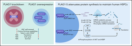 Loss and gain of PLAG1 function in human CB CD34+ HSPCs (left). Mechanisms by which PLAG1-S represses protein synthesis to maintain human CB HSC dormancy and self-renewal (right). mRNA, messenger RNA; NIA, no information available. Figure created by BioRender.com.