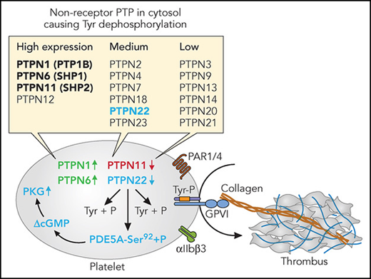 Non-receptor protein tyrosine phosphates (PTPN) and platelet activation. Indicated are PTPN isoforms with high, medium, or low expression in both human and mouse platelets (bold: previously studied). In red, negative regulator of thrombus formation; in green, positive regulator; in blue, negative regulation pathway proposed by Wang et al. Professional illustration by Patrick Lane, ScEYEnce Studios.