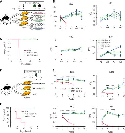 RUX prophylaxis or therapy extends survival of CByB6F1 mice with immune-mediated BMF. Two independent experiments were performed to assess RUX efficacy extending animal survival in female and male CByB6F1 mice, in which data were combined from both experiments (A-C). (A) Eight- to 9-week-old female and male CByB6F1 mice preirradiated with 5 Gy TBI plus infusion of 5 × 106 LN cells per mouse from B6 donors of the same gender to induce BMF. Mice were fed with Con-chow (Lab Diet 5002, BMF, n = 10+10) or with Rux-chow (2 g/kg ruxolitinib in Lab Diet 5002) starting at day −2 (BMF+RUXD−2, n = 10+10) or day 2 (BMF+RXD+2, n = 10+10) of LN cell infusion. Half of the mice fed with Rux-chow were switched to Con-chow at days 28 and 42, respectively, and mice were maintained with Con-chow for the remaining 28 and 14 days until animals were bled and euthanized at day 56. (B) Animals were weighed and bled biweekly to monitor body weight (BW) change and to measure blood NEUs, RBCs, and platelets PLTs. (C) Animal survival at day 56 following BMF induction, in which all mice in the BMF-RUXD−2 (n = 20) and BMF+RUXD+2 (n = 20) groups were alive at day 56, whereas mice in the BMF groups (n = 20) were found dead or moribund and requiring immediate euthanasia before day 20. (D) Delayed treatment of BMF mice with RUX. A third study was conducted to induce BMF in 9- to 15-week-old female CByB6F1 mice fed with Con-chow (Lab Diet 5002, BMF, n = 5) or Rux-chow (2 g/kg ruxolitinib in Lab Diet 5002) starting at day 4 (BMF+RUXD+4, n = 10), or day 6 (BMF+RXD+6, n = 10) after LN cell infusion, respectively. All mice fed with Rux-chow were switched to Con-chow at days 28 until animals were bled and euthanized at day 70. (E) BW and NEUs, RBCs, and PLTs of BM failure mice with delayed treatment. (F) All mice in the BMF+RUXD+4 and BMF+RUXD+6 groups were alive at day 70 following BMF induction, whereas all BMF mice were found dead at various time points. ∗∗∗∗P < .0001.