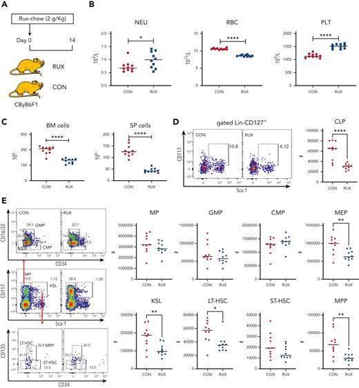 Hematopoietic toxicity of RUX in normal CByB6F1 mice. (A) Normal 7- to 8-week-old CByB6F1 female mice were fed with Con-chow (Lab Diet 5002, CON, n = 10) or Rux-chow (2 g/kg ruxolitinib in Lab Diet 5002, RUX, n = 10). (B) Animals were bled and euthanized at day 14 to measure NEUs, RBCs, and PLTs. (C) BM cells were extracted from bilateral tibiae and femurs to estimate total BM cell recovery; spleens (SP) were also extracted to calculate SP cell recovery. (D) BM cells were stained with cell surface markers to define CLP (CD127+Lin−Kit+Sca-1+). (E) MP (Lin−Sca-1−CD117+), KSL cells (Lin−Sca-1+CD117+), and their subset populations in the BM are shown as representative dot plots. Recovery of total MP and its subset populations including granulocyte-macrophage progenitors (GMP, Lin−Sca-1−CD117+CD34+CD16/32+), common myeloid progenitors (CMP, Lin−Sca-1−CD117+CD34+CD16/32−), and megakaryocyte-erythrocyte progenitors (MEP, Lin−Sca-1−CD117+CD34−CD16/32−), as well as KSL and its subset population including short-term hematopoietic stem cell (ST-HSC, Lin−Sca-1+CD117+CD34+CD135−), long-term HSC (LT-HSC, Lin−Sca-1+CD117+CD34−CD135−), and multipotent progenitor (MPP, Lin−Sca-1+CD117+CD34+CD135+) cells per mouse at 2 weeks were calculated accordingly. ∗P < .05; ∗∗P < .01; ∗∗∗P < .001; ∗∗∗∗P < .0001.