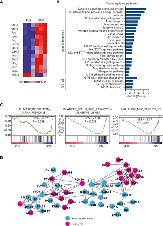 RNA sequencing of BM-infiltrated CD8 T cells from RUX-treated and untreated BMF mice. (A) Heat map of T-cell function−related genes dysregulated in BM-infiltrated CD8+ T cells from pooled samples of RUX-treated (n = 3) and untreated BMF (n = 3) control mice. Red−blue color scale depicts gene expression levels (red indicates high, blue low). (B) Top pathways identified by Genomatrix Generanker with the top 300 downregulated genes in BM-infiltrated CD8+ T cells from RUX-treated mice, compared to those from untreated BMF control mice. (C) Interferon response, rapamycin-sensitive genes, and Myc gene targets enriched to be downregulated in gene set enrichment plots in CD8+ T cells from RUX-treated mice were compared with those from untreated BMF control mice. NES, normalized enrichment score. (D) Putative gene network interactions with the dysregulated genes in CD8+ T cells from RUX-treated BMF mice. Pink color represents cell cycle−related genes, and blue represents immune response−related genes.