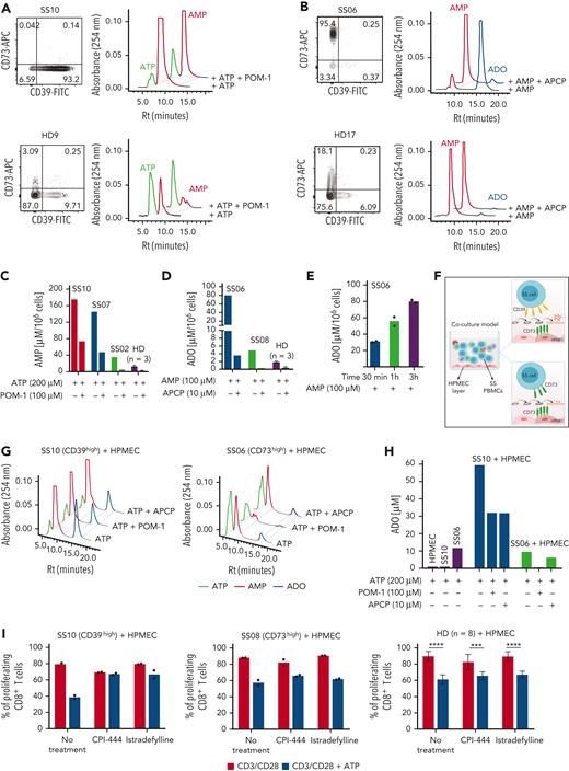 Ectonucleotidase activity of CD39+ and CD73+ T cells from patients with SS, and functional implications of CD39high or CD73high T cells. (A and B) Flow cytometry dot plots showing CD73 and CD39 expression in CD4+ T cells from a representative CD39high patient with SS (A), a representative CD73high patient with SS (B), and 2 different HDs. Panels on the right show high-performance liquid chromatography (HPLC) profile of the peaks of extracellular ATP and AMP (A) or AMP and ADO (B) generated by CD4+ T cells on ATP or AMP supply, respectively. Cells were treated with or without 100 μM sodium polyoxotungstate (POM-1, a CD39 inhibitor) or 10 μM adenosine 5′-(α,β-methylene)diphosphate (APCP, a CD73 inhibitor) for 1 hour, before incubation for 3 hours with 200 μM ATP or 100 μM AMP, as indicated. (C) Quantification of AMP concentrations in the supernatant of CD4+ T cells from 3 patients with SS with different levels of CD39 expression and from HDs (n = 3), under the indicated experimental conditions. (D) Quantification of ADO concentration in the supernatant of CD4+ T cells from 2 patients with SS with different levels of CD73 expression and from HDs (n = 3) under the indicated experimental conditions. Results are expressed as micromoles of AMP per 106 cells or of ADO per 106 cells. In (C) and (D), data are expressed as mean ± SD. (E) Time-dependent increase in ADO concentration in the supernatant of CD4+ T cells from patient SS06 (CD73+). Histograms indicate ADO concentrations on AMP supply for 30 minutes, 1 hour, and 3 hours. Data are shown as the mean of technical replicates. (F) Schematic representation of a coculture system comprising human pulmonary microvascular endothelial cells (HPMECs) and peripheral blood mononuclear cells (PBMCs) used as an in vitro model to evaluate the degradation of ATP to ADO by CD39 and CD73 expressed by different cell types in the system. (G) HPLC profiles showing ATP, AMP, and ADO peaks on ATP addition. CD4+ T cells from a representative CD39high patient with SS (top) or from a representative CD73high patient with SS (bottom) were seeded onto HPMEC monolayers and exposed to extracellular ATP (200 μM) for 3 hours in the presence or absence of the indicated doses of POM-1 or APCP inhibitor. (H) Quantification of ADO concentration in the coculture system under the indicated experimental conditions. Results from 1 CD39high patient (SS10) and 1 CD73high patient (SS06) are shown. (I) CFSE-labeled PBMCs were activated for 5 days with CD3/CD28 antibodies in the presence of 500 μM ATP alone or combined with CPI-444 (10 μM) or istradefylline (0.1 μM). After immunolabeling, proliferation of CD8+ T cells was determined by flow cytometry. Data are shown for 1 representative CD39high patient with SS of 3 analyzed (mean of technical replicates), 1 representative CD73high patient with SS of 2 analyzed (mean of technical replicates), and for HDs (n = 8; mean ± SD). A two-way analysis of variance with the Šidák multiple comparisons test was done to compare untreated with ATP-treated cells under the indicated conditions in HDs: ∗∗∗∗P < .0001; ∗∗∗P < .001. CFSE, carboxyfluorescein diacetate succinimidyl ester; FITC, fluorescein isothiocyanate; Rt, retention time.