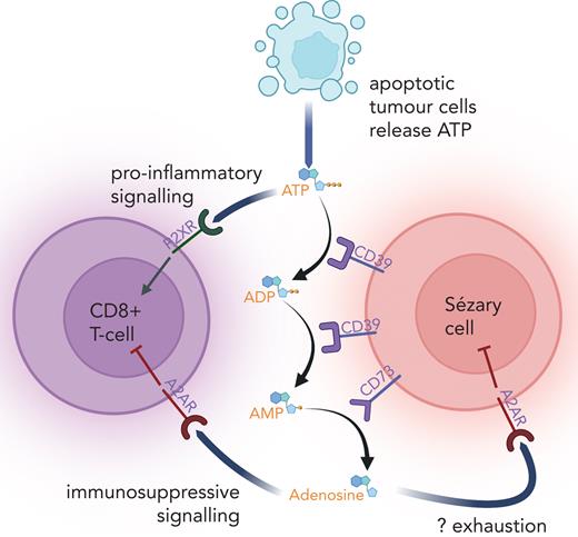 Diagram illustrating the CD39/CD73/adenosine pathway in Sézary syndrome, whereby malignant T-cells expressing CD39 and CD73 hydrolyze ATP to adenosine to create an immunosuppressive environment.
