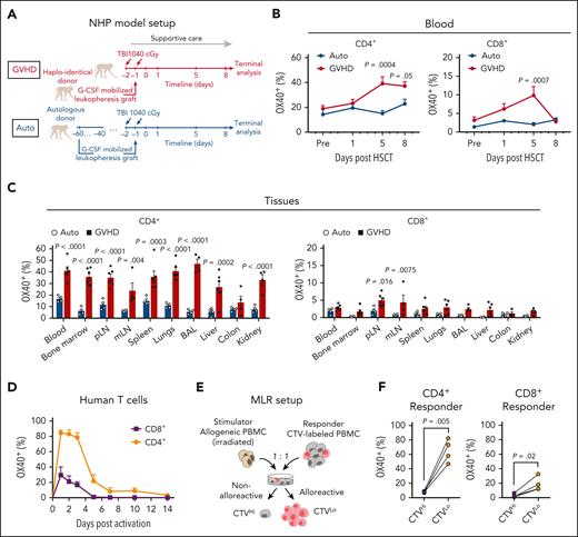 Upregulation of OX40 on activated T cells. (A) Nonhuman primate (NHP) model setup for panels B-C. (B-C) Percentage of OX40+ CD4+ or CD8+ T cells detected in (B) peripheral blood (Auto: n = 6; GVHD: n = 10) at specified time points or (C) tissues upon terminal analysis (Auto: n = 4; GVHD: n = 6). Mean ± standard error of the mean values are shown. In panel C, each dot represents data from an individual animal. P values were calculated using 2-way analysis of variance (ANOVA) followed with Holm-Sidak correction. (D) Percentage of OX40+ primary human T cells within total CD4+ or CD8+ T cell population at specified time points after OKT3/αCD28 stimulation (n = 6). Mean ± standard deviation (SD) values are shown. (E) MLR model setup for panel F. (F) Percentage of OX40+ cells within the specified T cell population on day 7 after MLR setup. Each line connects data from the same pair of stimulator and responder. P values were calculated using paired t test. BAL, bronchoalveolar lavage; mLN, mesenteric lymph node; pLN, popliteal lymph node; TBI, total body irradiation.