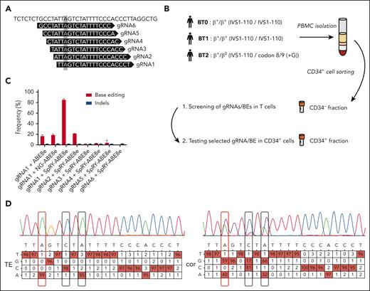 A base editing strategy to efficiently correct the IVS1-110 (G>A) mutation. (A) gRNAs 1 to 6 were manually designed to place the IVS1-110 (G>A) mutation in positions 3 to 8 of the protospacer. The mutation is highlighted with a grey box. (B) Overview of the cell collection for testing the ability of gRNA/BE combinations to correct the IVS1-110 (G>A) mutation. (C) Frequency of corrected alleles (normalized to the frequency of GFP+ cells) and indels as assessed by Sanger sequencing in T cells electroporated with different combinations of synthetic gRNAs and ABE mRNAs. Data are expressed as mean ± standard error of the mean (SEM) (n = 3, 2 donors). (D) Representative percent composition of Sanger sequencing traces measured to be significantly different from noise (in red), as assessed by EditR following Sanger sequencing in T cells electroporated with gRNA1/SpRY-ABE8e (cor) or with TE buffer (TE). The target base position is outlined with a red box and the observed bystander edits with black boxes. Single nucleotide polymorphisms rs777028217 (G>A) and rs1480884739 (T>C) mapped to positions 6 and 8 are not associated with a clinical phenotype. PBMC, peripheral blood mononuclear cells; cor, corrected.
