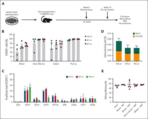 Correction of the IVS1-110 (G>A) mutation in repopulating HSCs. (A) Overview of the experimental protocol of HSPC xenotransplantation. BT HSPCs were subjected to RNA-mediated base editing and xenotransplanted into NBSGW immunodeficient mice. HD and BT HSPCs electroporated with TE buffer or only with SpRY-ABE8e mRNA were injected as controls. Peripheral blood analysis was performed at weeks 9 and 16. Mice were euthanized 16 weeks after engraftment, after Clo-Lip injection, and their hematopoietic tissues and organs were collected and analyzed. (B) Engraftment of human cells in NBSGW mice transplanted with HD or BT control (HD-ctr; BT-ctr) or corrected (BT-cor) HSPCs 16 weeks post-transplantation (HD-ctr, n = 4; BT-ctr, n = 4; BT-cor, n = 5). Engraftment is represented as the percentage of human CD45+ cells in the total murine and human CD45+ cell population in peripheral blood, bone marrow, spleen, and thymus. Each data point represents an individual mouse. The mouse with the lowest chimerism is indicated with the symbol ◓. Data are expressed as mean ± SEM. (C) Frequency of human T (CD3) and B (CD19) lymphoid, myeloid (CD14, CD15, and CD11b), erythroid (GPA, CD36, CD71), and HSPC (CD34) cells in BM 16 weeks after the transplantation (HD-ctr, n = 4; BT-ctr, n = 4; BT-cor, n = 5). Each data point represents an individual mouse. Data are expressed as mean ± SEM. (D) Human hematopoietic progenitor content in BM human CD45+ cells derived from mice transplanted with control and edited HSPCs (HD-ctr, n = 4; BT-ctr, n = 4; BT-cor, n = 5). We plotted the percentage of human CD45+ cells giving rise to BFU-E and CFU-GM. Data are expressed as mean ± SEM. (E) Base editing efficiency, calculated by the EditR software, in input, peripheral blood-, bone marrow- and spleen-derived HD, and BT human samples subjected to Sanger sequencing. Data are expressed as mean ± SEM (BT-cor, n = 5). The frequency of base editing in the input was calculated in cells cultured in the HSPC medium (▲), in liquid erythroid cultures (▼), BFU-E (■) and CFU-GM (◆) colonies. Each data point represents an individual mouse. Data are expressed as mean ± SEM. ctr, control. BFU-E, burst forming units-erythroid; CFU-GM, colony forming units-erythroid.