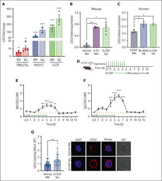 CD53 expression rapidly increases in HSCs during stress. (A) Relative microarray expression values of Cd53 from sorted BM and spleen HSCs (KSL SLAM) from WT mice treated with the TLR2 agonist PAM3CSK4 (red; 25 μg injected intraperitoneally every 48 hours for 3 doses and analyzed 24 hours after the final dose), the CXCR4 antagonist Pol5551 (blue; 100 mg/kg per day for 2 weeks, delivered by osmotic pump), or the recombinant cytokine G-CSF (green; 3.75 μg injected subcutaneously every 12 hours for 7 days and analyzed 2 hours after the final dose) compared with vehicle-treated controls (orange dashed line). (B) Cd53 expression by qRT-PCR of RNA isolated from sorted HSCs after treatment with G-CSF (green; as above) or 5-FU (blue; 150 mg/kg injected intraperitoneally 6 days before analysis), compared with vehicle-treated controls. Relative quantitation of CD53 was calculated against actin using the 2−ΔCt method. (C) Human CD53 mRNA expression in G-CSF- and BL-8040-mobilized CD34+ cells compared with that in untreated CD34+ BM cells. Relative quantitation of CD53 was calculated against actin using 2−ΔCt method. (D) Outline of kinetic G-CSF injection and analysis experiment. WT mice were treated with 3.75 μg G-CSF every 12 hours, for up to 5 days and analyzed at designated time points. (E-F) Surface expression of CD53 from BM and splenic HSCs at the indicated times during treatment compared with vehicle-treated controls (orange dashed line; n = 3-5 mice per group). (G) Surface expression of CD53 (red) and DAPI (blue) assessed by immunofluorescence and confocal microscopy of WT HSCs from vehicle-treated BM and G-CSF-treated mobilized spleen HSCs (7 days of G-CSF; n = 2 mice per group with at least 20 individual HSCs imaged per mouse), with quantification shown on the left and a representative image of a single z-plane on the right. Error bars represent mean ± SEM. ∗P < .05; ∗∗P < .01; ∗∗∗P < .001; and ∗∗∗∗P < .0001 by an unpaired Student t test. DAPI, 4',6-diamidino-2-phenylindole; nMFI, normalized median fluorescent intensity; PB, peripheral blood; Spl, spleen.