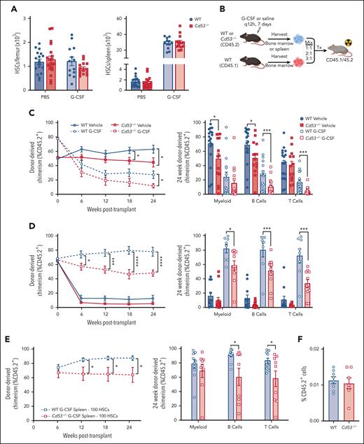 Loss of CD53 does not affect HSC mobilization, but impairs HSC function in response to G-CSF. Mice were treated with 3.75 μg G-CSF every 12 hours for 7 days, with the final dose administered 2 hours before analysis. (A) Shown are absolute number of HSCs in the BM (left) and spleen (right) of vehicle- and G-CSF-treated Cd53−/− and WT mice (n = 13-19 mice per group; age, 6-10 weeks) over 6 independent experiments. (B) Outline of treated chimeric transplants. PBS-treated BM was transplanted at a ratio of 1:1, G-CSF-treated BM was transplanted at a ratio of 3:1, and both PBS- and G-CSF-treated spleens were transplanted at a ratio of 2:1, all competitively transplanted against the untreated whole BM. The donor mice were CD45.2, competitors were CD45.1, and the lethally irradiated recipients were CD45.1/45.2. Chimerism was assessed by peripheral blood flow cytometry analysis every 6 weeks. (C) Engraftment of whole BM from the indicated groups, including total leukocyte chimerism (left) and individual lineages at 24 weeks post-transplant (right). n = 13 to 18 recipients per group over 4 independent transplants, each with 1 donor (4 total donors). (D) Engraftment of whole splenocytes from the indicated groups, including total leukocyte chimerism (left) and individual lineages at 24 weeks post-transplant (right). n = 13 to 18 recipients per group over 4 independent transplants, each with one donor (4 total donors). (E) Engraftment of 100 sorted HSCs from the spleens of G-CSF treated WT or Cd53−/− mice, including total leukocyte chimerism (left) and individual lineages at 24 weeks post-transplant (right). n = 5 to 7 recipients per group over 2 independent transplants, with a total of 3 independent donors. (F) Marrow homing as assessed by transplanting sorted KSL (c-kit+, sca-1+, lineage-) cells from the spleens of G-CSF-treated WT and Cd53−/− mice into lethally irradiated CD45.1 WT mice, and enumerating CD45.2+ cells 20 hours later. n = 7 to 8 recipients in 2 independent transplants. Error bars represent mean ± SEM. ∗P < .05; ∗∗∗P < .001; and ∗∗∗∗P < .0001 by an unpaired Student t test.