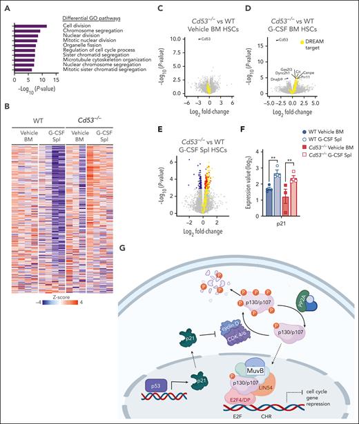 RNA-sequencing identifies cycling dysregulation in Cd53−/− HSCs. (A) GO pathway analysis of DEGs (Padj < .05) comparing mobilized splenic HSCs from G-CSF-treated Cd53−/− and WT mice. (B) Heatmap of gene expression restricted to the known DREAM target genes in the indicated groups. (C-E) Volcano plots overlaying DREAM targets (yellow) over significantly downregulated (blue) and upregulated (red) genes between WT and Cd53−/− HSCs from vehicle-treated BM (C), G-CSF-treated BM (D), and G-CSF-treated spleens (E). The point corresponding to Cd53 was excluded from panel E to better show the differential expression pattern; a complete volcano plot can be seen in supplemental Figure 2F. (F) Expression of p21, a known regulator of DREAM complex formation, is equivalently upregulated by G-CSF treatment in both WT and Cd53−/− HSCs, as determined by bulk sequencing in panel A. (G) Overview of the DREAM complex regulation and function created using Biorender. Error bars represent mean ± SEM. ∗∗P < .01 by an unpaired Student t test.