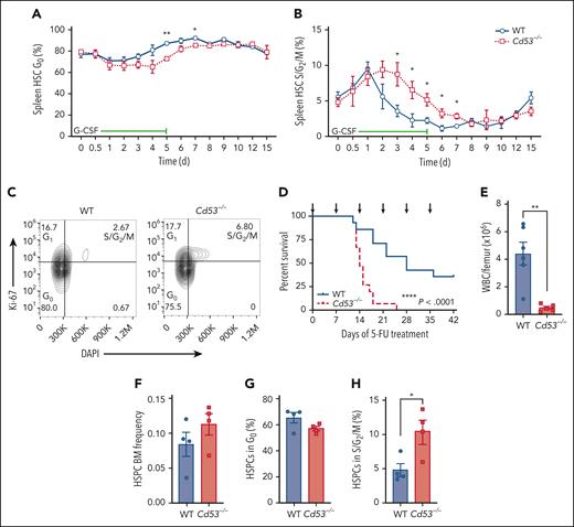 Cd53−/− HSCs are less quiescent upon inflammatory stress. Cell cycling in mobilized HSCs was measured in WT and Cd53−/− mice over the course of G-CSF treatment, as outlined in Figure 1D. The percentages of cells in the (A) G0 and (B) S/G2/M phases at the indicated time points are shown. (n = 3-6 mice per group per time point). (C) Representative flow plot of cell cycling analysis by Ki-67 and DAPI staining after 3 days of G-CSF treatment. (D) Survival of WT and Cd53−/− mice treated with serial 5-FU doses (arrows; n = 14-15 mice per group). (E) BM cellularity in WT and Cd53−/− mice at the time of death after serial 5-FU treatments. (n = 5-6 mice per group). (F) Frequency of HSPCs (lineage-, c-Kit+ cells) in WT and Cd53−/− BM at 7 days after a single dose of 5-FU. (G) Percentage of HSPCs in the G0 and (H) S/G2/M phases in the BM 7 days after a single dose of 5-FU. Error bars represent mean ± SEM. ∗P < .05; and ∗∗P < .01 by an unpaired Student t test. DAPI, 4',6-diamidino-2-phenylindole.