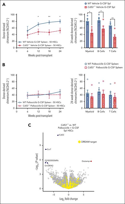 Inhibition of cell cycling with palbociclib equalizes the function of WT and Cd53−/− HSCs. WT and Cd53−/− mice were treated with palbociclib or vehicle control, daily via oral gavage, beginning 1 day before 7 days of G-CSF treatment, and 50 sorted HSCs were competitively transplanted against 2.5 × 105 WBM into lethally irradiated recipients. (A) Engraftment of vehicle controls (no palbociclib), including total leukocyte chimerism (left) and individual lineages at 24 weeks post-transplant (right). n = 5 recipients per group in 2 independent experiments. (B) Engraftment of palbociclib treated groups, including total leukocyte chimerism (left) and individual lineages at 24 weeks post-transplant (right). n = 5 to 6 recipients per group in 2 independent experiments. (C) Volcano plot of DEGs (Padj < .05) comparing mobilized splenic HSCs from WT and Cd53−/− mice treated with G-CSF and palbociclib. Error bars represent mean ± SEM. ∗P < .05; and ∗∗P < .01 by an unpaired Student t test.