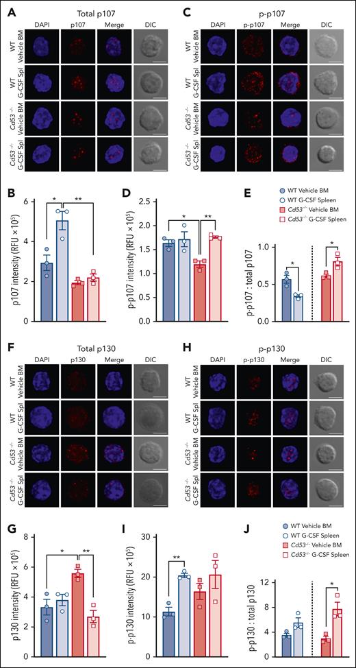 CD53 supports p107 and p130 protein expression. (A) Representative maximum projection confocal images of total p107 (red) and DAPI (blue) in individual HSCs with a single XY differential interference contrast (DIC) image. (B) Quantification of the total p107 intensity in the RFU from HSCs from the indicated groups (n = 30-50 cells per group) over 3 independent experiments. Average RFU per mouse from at least 20 individual HSCs per sample is shown. The average spread in a single mouse can be seen in supplemental Figure 5A. (C) Representative confocal images of Thr369 phospho-p107 (red) and DAPI (blue) in individual HSCs. (D) Quantification of Thr369 p-p107 intensity in HSCs from the indicated groups (n = 29-42 cells per group) in 3 independent experiments. The average RFU per mouse from at least 20 individual HSCs per sample is shown. The average spread in a single mouse can be seen in supplemental Figure 5B. (E) The ratio of p-p107 to total p107. (F) Representative confocal images of total p130 (red) and DAPI (blue) in individual HSCs. (G) Quantification of total p130 in RFU from HSCs from the indicated groups (n = 37-66 cells per group) in 3 independent experiments. The average RFU per mouse from at least 20 individual HSCs per sample is shown. The average spread in a single mouse can be seen in supplemental Figure 5C. (H) Representative confocal images of Ser639 p-p130 (red) and DAPI (blue) in individual HSCs. (I) Quantification of Ser639 p-p130 intensity in HSCs from the indicated groups (n = 35-41 cells per group) over 3 independent experiments. The average RFU per mouse from at least 20 individual HSCs per sample is shown. The average spread in a single mouse can be seen in supplemental Figure 5D. (J) The ratio of p-p130 to total p130. All fluorescent images are maximum intensity projections, whereas the DIC images are of a single XY plane. All scale bars are 5 μm. Error bars represent the mean ± standard deviation. ∗P < .05; and ∗∗P < .01 by an unpaired Student t test. DAPI, 4',6-diamidino-2-phenylindole.