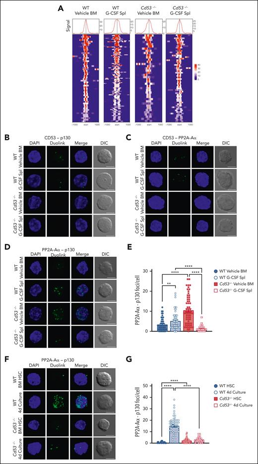 CD53 promotes DREAM complex binding through association with p130 and its phosphatase PP2A. (A) CUT&Tag sequencing of WT and Cd53−/− naïve BM- and G-CSF-treated splenic HSPCs. p130 read intensities within 100 kb of the transcription start site of the DREAM targets are shown. See supplemental Table 7 for peak counts and DREAM enrichment. The Duolink proximity ligation assay reveals an interaction between (B) CD53-p130 and (C) CD53-PP2A-Aα in WT HSCs, with no signal in Cd53−/− HSC controls. Representative maximum intensity projection confocal images of Duolink foci (green) and DAPI (blue) are shown, indicating protein-protein interaction within 40 nm, with a single XY DIC image. (D) Representative maximum intensity projection confocal images of the PP2A-Aα-p130 Duolink interaction (green) in WT and Cd53−/− HSCs at baseline and after G-CSF treatment. Loss of CD53 impairs the interaction between p130 and the PP2A phosphatase structural subunit, PP2A-Aα, (E) quantified as the number of foci per HSC (n = 55-63 cells per group) in 2 independent experiments. (F) Representative maximum intensity projection confocal images of the PP2A-Aα-p130 Duolink interaction (green) in naïve HSCs and HSCs after 4 days of culture in StemSpan, with 100 ng/mL TPO and 100 ng/mL SCF, and (G) quantified as the number of foci per HSC (n = 42-57 cells per group) in 2 independent experiments. Notably, although the number of foci is not an exact count of the total interactions per cell, it provides a relative measure between groups. Error bars represent mean ± SEM. All scale bars are 5 μm. ∗∗P < .01; and ∗∗∗∗P < .0001 by an unpaired Student t test. DAPI, 4',6-diamidino-2-phenylindole.