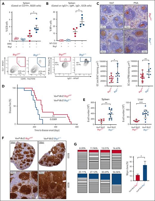Btg1 deletion is a driver of lymphomagenesis. (A-B) Flow cytometry quantification of splenic GC B cells (CD19+, B220+, CD95+, GL7+) 9 days after SRBC immunization in Btg1−/− or Btg1WT mice. Top panel: percentage of GC B cells in the spleen of Btg1−/− or Btg1WT mice with or without SRBC immunization (n = 4 in control group, n = 5 in SRBC-treated group). Bottom panel: example of flow cytometry histograms. (B) Flow cytometry quantification of splenic NP-CGG–specific GC B cells (CD19+, B220+, CD95+, GL7+, IgG1+, IgM−, IgD−, NP+) 9 days after NP-CGG (7) immunization in Btg1−/− or Btg1WT mice. Top panel: percentage of NP+ cells in the spleen of Btg1−/− or Btg1WT mice with or without NP-CGG (7) immunization (n = 5 in untreated groups, n = 4 in Btg1WT-treated group, n = 5 in Btg1−/−-treated group). Bottom panel: example of flow cytometry histograms. (C) Representative histological analysis of the spleens (top) and quantification (bottom) of SRBC-immunized Btg1−/− or Btg1WT mice after staining with peanut agglutinin or Ki67 antibody. (D) Kaplan-Meier survival probability of irradiated mice engrafted with VavP-Bcl2-Btg1−/−(blue, n = 15) and VavP-Bcl2-Btg1WT (red, n = 15; P = .0089). (E) Absolute quantification of the number of B cells in spleen (left) and liver (right) upon sacrifice (Btg1WT, n = 6; Btg1−/−, n = 12). (F) B220 staining of representative spleen sections from VavP-Bcl2-Btg1−/− and VavP-Bcl2-Btg1WT recipients. (G) Quantification of the clonal composition of spleens from VavP-Bcl2-Btg1WT and VavP-Bcl2-Btg1−/− recipients (n = 4). The numbers above the histograms represent the percentage of reads corresponding to the largest clone over the 100 most represented. Right panel: comparison of the mean proportion of the major clone between VavP-BCL2-Btg1WT and VavP-BCL2-BTG1−/− recipients (P = .0286). Values represent mean ± SEM; ∗P < .05; ∗∗P < .01; ∗∗∗P < .001; ∗∗∗∗P < .0001; using the Mann-Whitney test in panels A-C,E-G or log-rank (Mantel-Cox) test in panel D. ns, not significant; SEM, standard error of the mean; SRBC, sheep red blood cells.